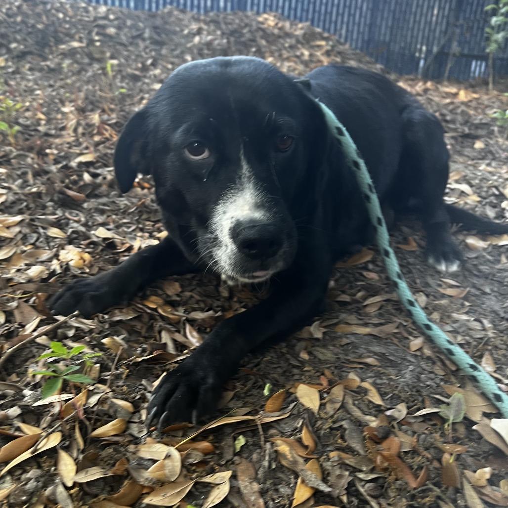 Enlarge Marie @ Foster, a Adoptable Mixed Breed in Summerville, SC image 2/3