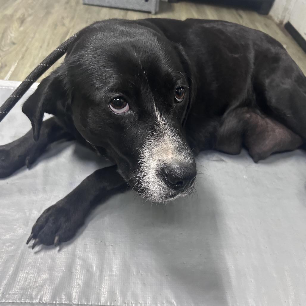 Enlarge Marie @ Foster, a Adoptable Mixed Breed in Summerville, SC image 3/3