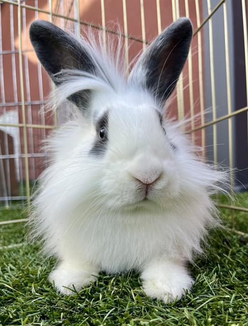 Enlarge MIC, a Adoptable Bunny Rabbit in San Francisco, CA image 1/1