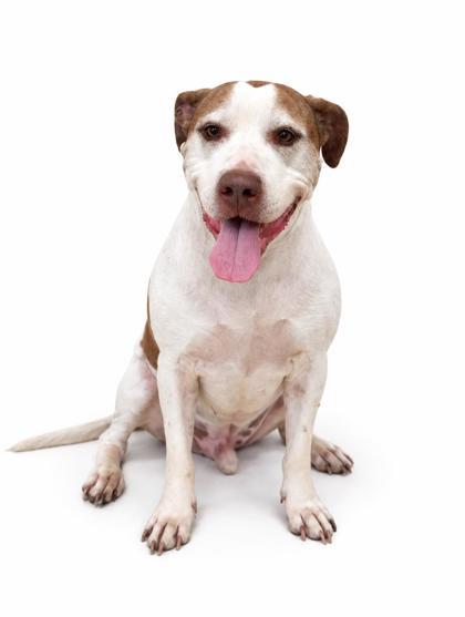 Pain ~ SPONSORED!, Adoptable, Adult Male Pit Bull Terrier & Mixed Breed.