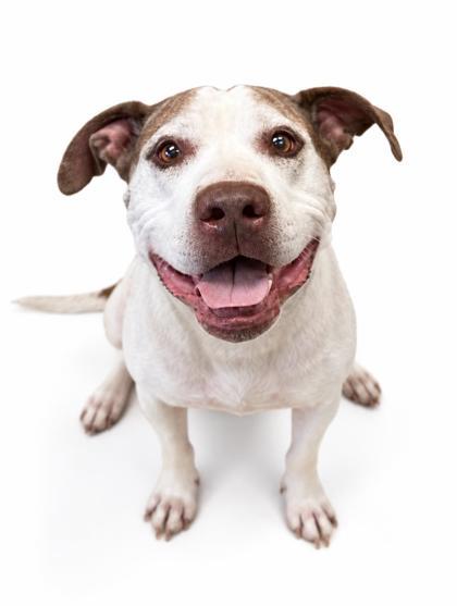 Enlarge Pain ~ SPONSORED!, a Adoptable mixed breed in Bowling Green, KY image 2/3