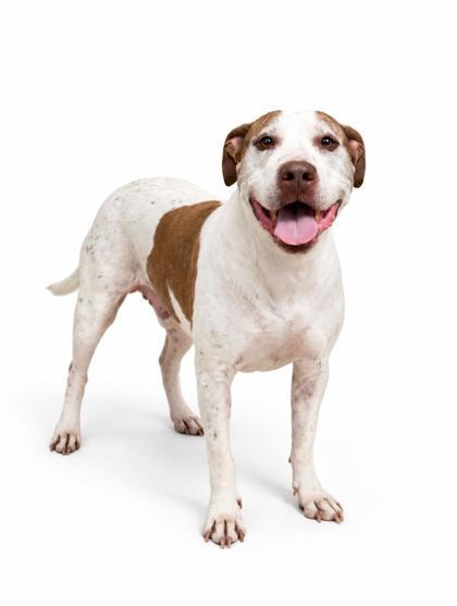 Enlarge Pain ~ SPONSORED!, a Adoptable mixed breed in Bowling Green, KY image 3/3