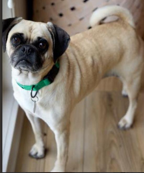 Enlarge Miso, an adopted Puggle in Omaha, NE image 2/3