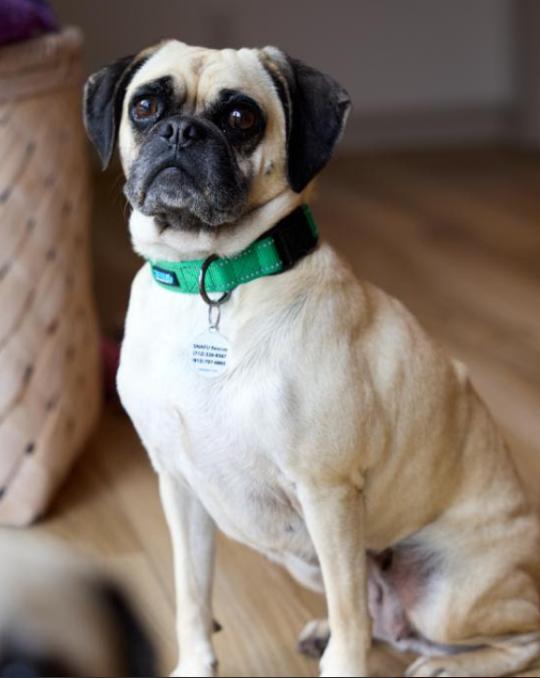 Enlarge Miso, an adopted Puggle in Omaha, NE image 3/3
