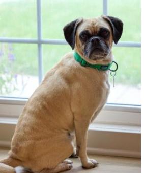 Enlarge Miso, an adopted Puggle in Omaha, NE image 1/3