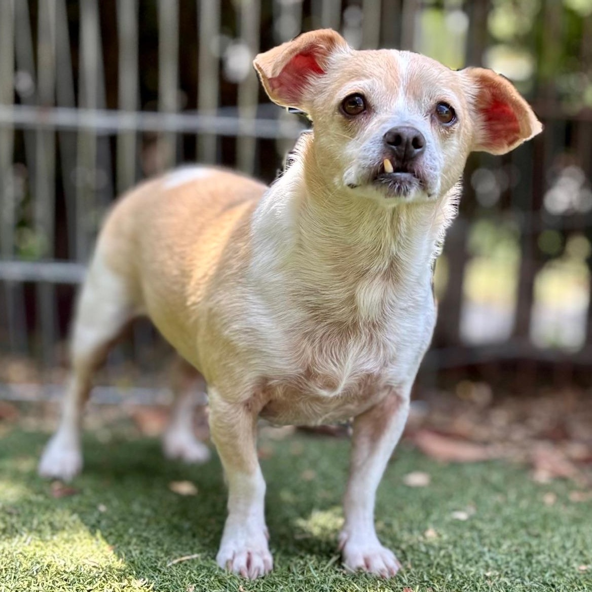 Enlarge Gayle, a Adoptable mixed breed in Beverly Hills, CA image 1/4