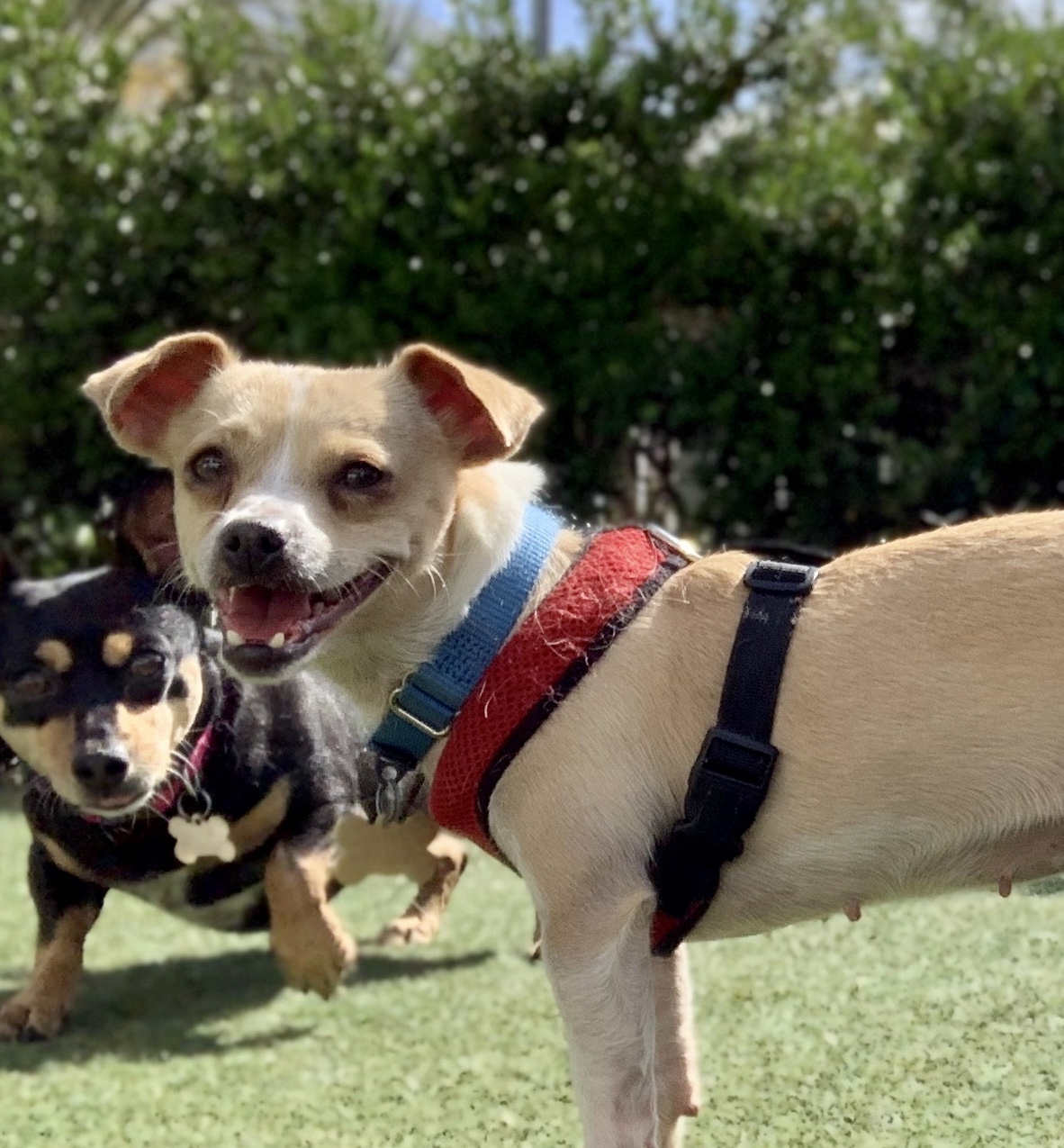 Enlarge Gayle, a Adoptable mixed breed in Beverly Hills, CA image 4/4
