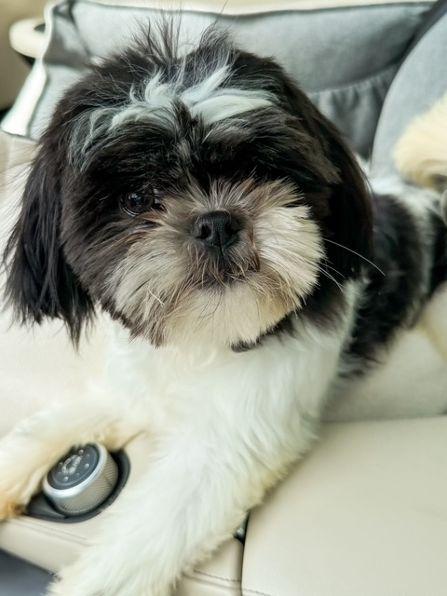 Enlarge Millie, an adopted Shih Tzu in Hagerstown, MD image 3/4
