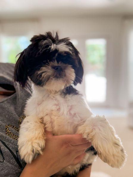 Enlarge Millie, an adopted Shih Tzu in Hagerstown, MD image 2/4