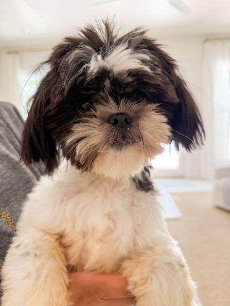 Enlarge Millie, an adopted Shih Tzu in Hagerstown, MD image 1/4
