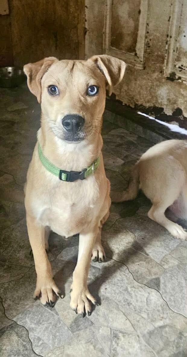 Enlarge Blue, a Adoptable mixed breed in Escondido, CA image 2/3