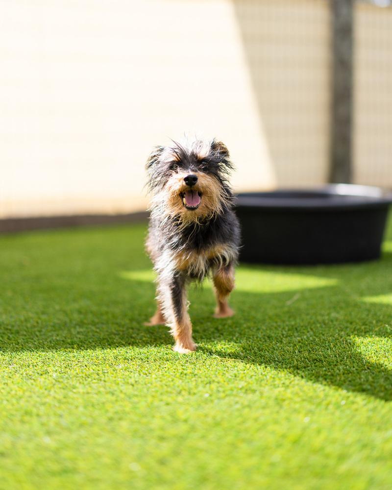 Kerfuffle, Adoptable, Senior Male Yorkshire Terrier.