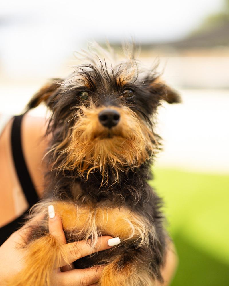 Kerfuffle, a Adoptable mixed breed in Winter Garden, FL image 2/6