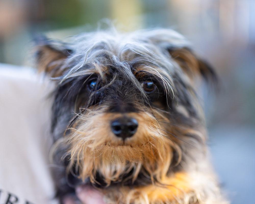 Kerfuffle, a Adoptable mixed breed in Winter Garden, FL image 3/6