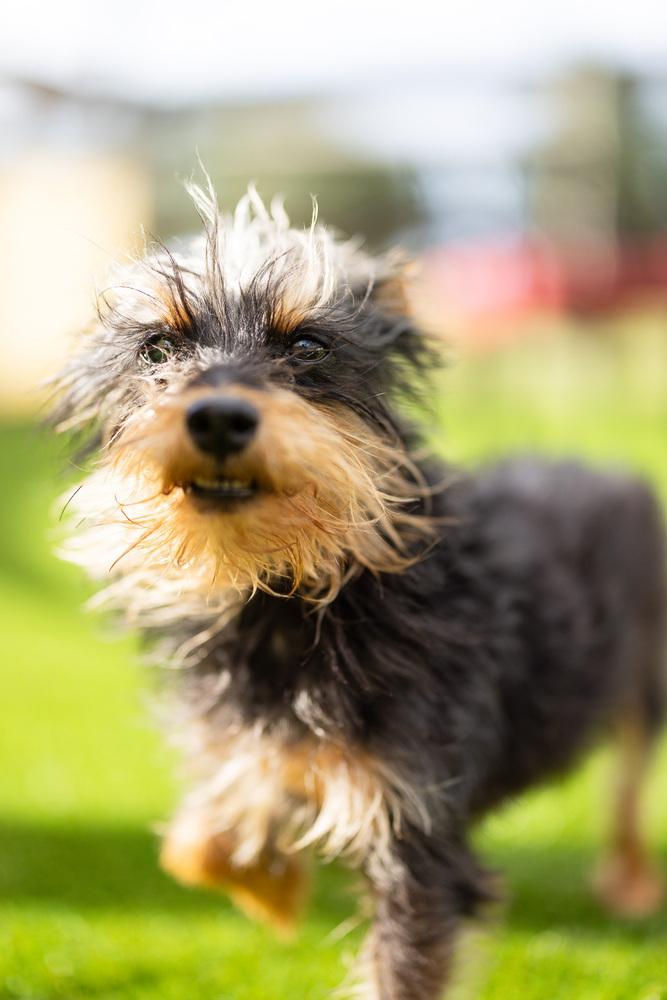 Kerfuffle, a Adoptable mixed breed in Winter Garden, FL image 4/6