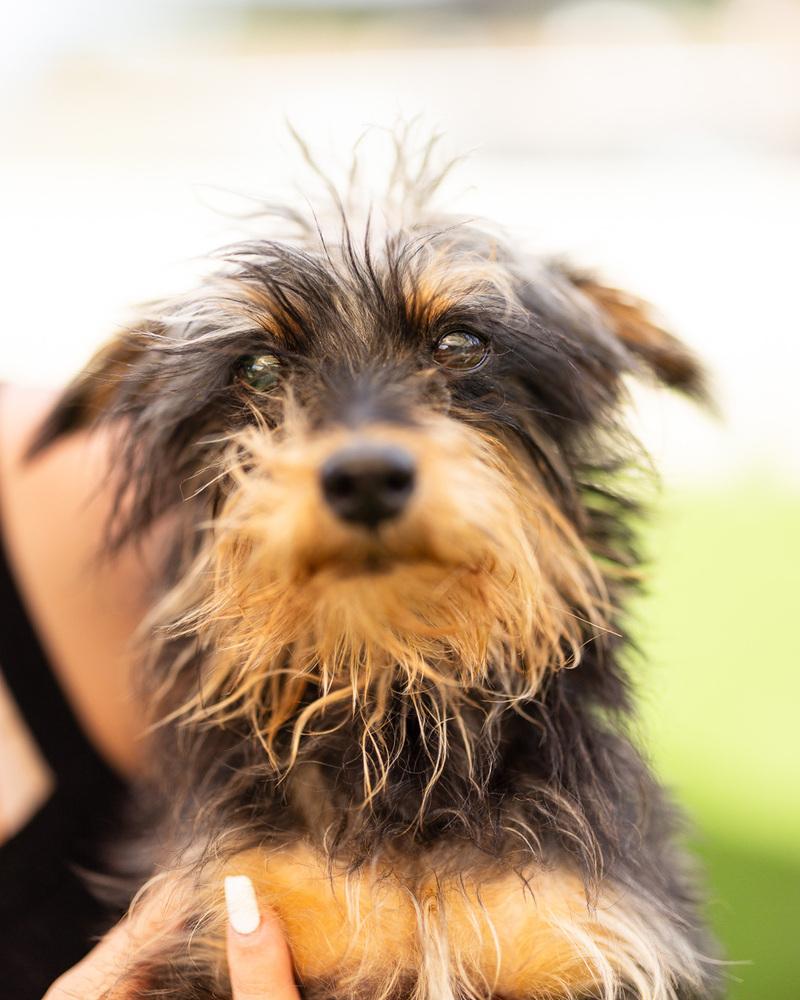 Kerfuffle, a Adoptable mixed breed in Winter Garden, FL image 5/6