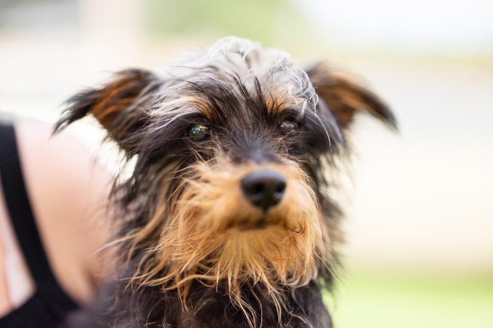 Kerfuffle, a Adoptable mixed breed in Winter Garden, FL image 6/6