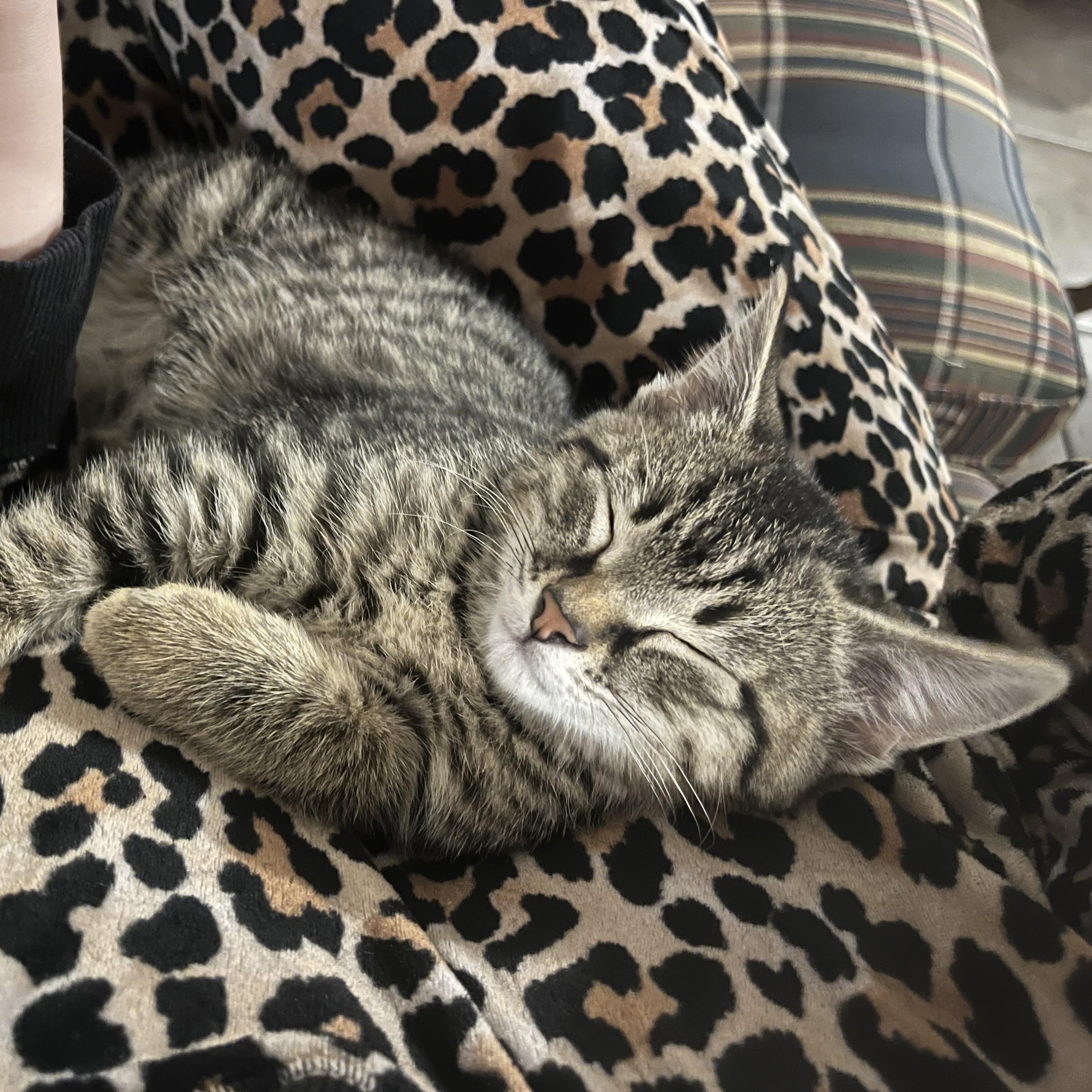 Phil, adopted, Kitten Male Domestic Short Hair.