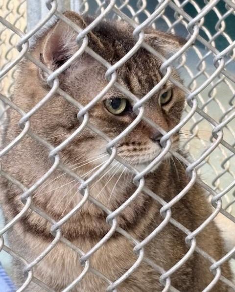 Ernie, Adoptable, Young Male Domestic Short Hair.