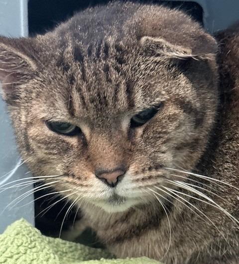 Enlarge Ernie, a Adoptable mixed breed in Ogdensburg, NY image 1/2