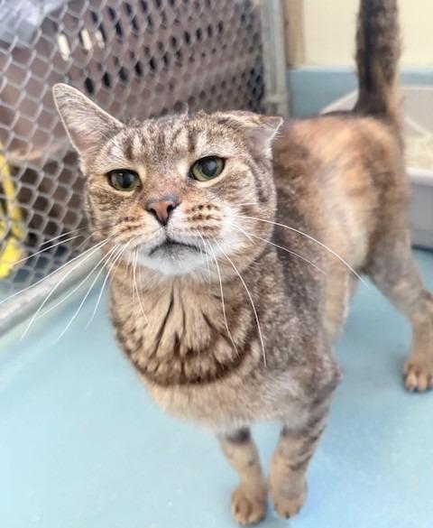 Enlarge Ernie, a Adoptable mixed breed in Ogdensburg, NY image 2/2