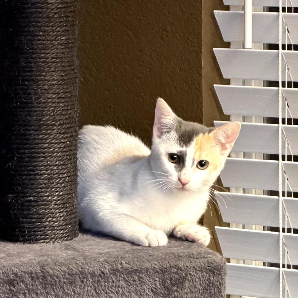 Shirley, a Adoptable Domestic Short Hair in Fort Worth, TX image 1/4
