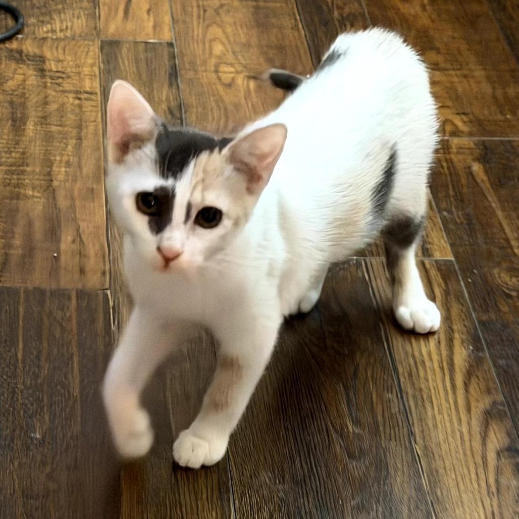 Shirley, a Adoptable Domestic Short Hair in Fort Worth, TX image 2/4