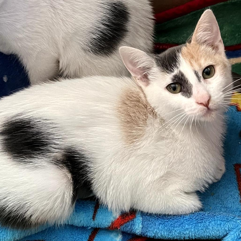 Shirley, a Adoptable Domestic Short Hair in Fort Worth, TX image 3/4