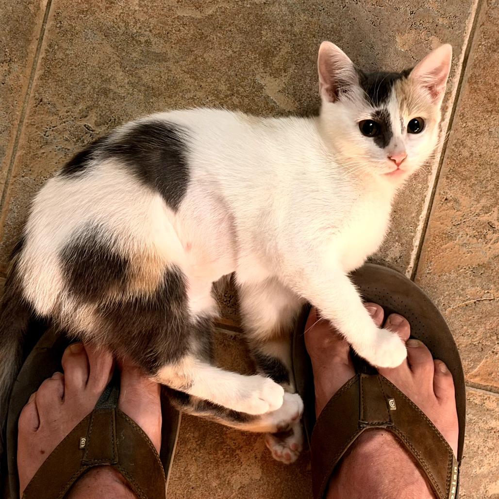 Shirley, a Adoptable Domestic Short Hair in Fort Worth, TX image 4/4