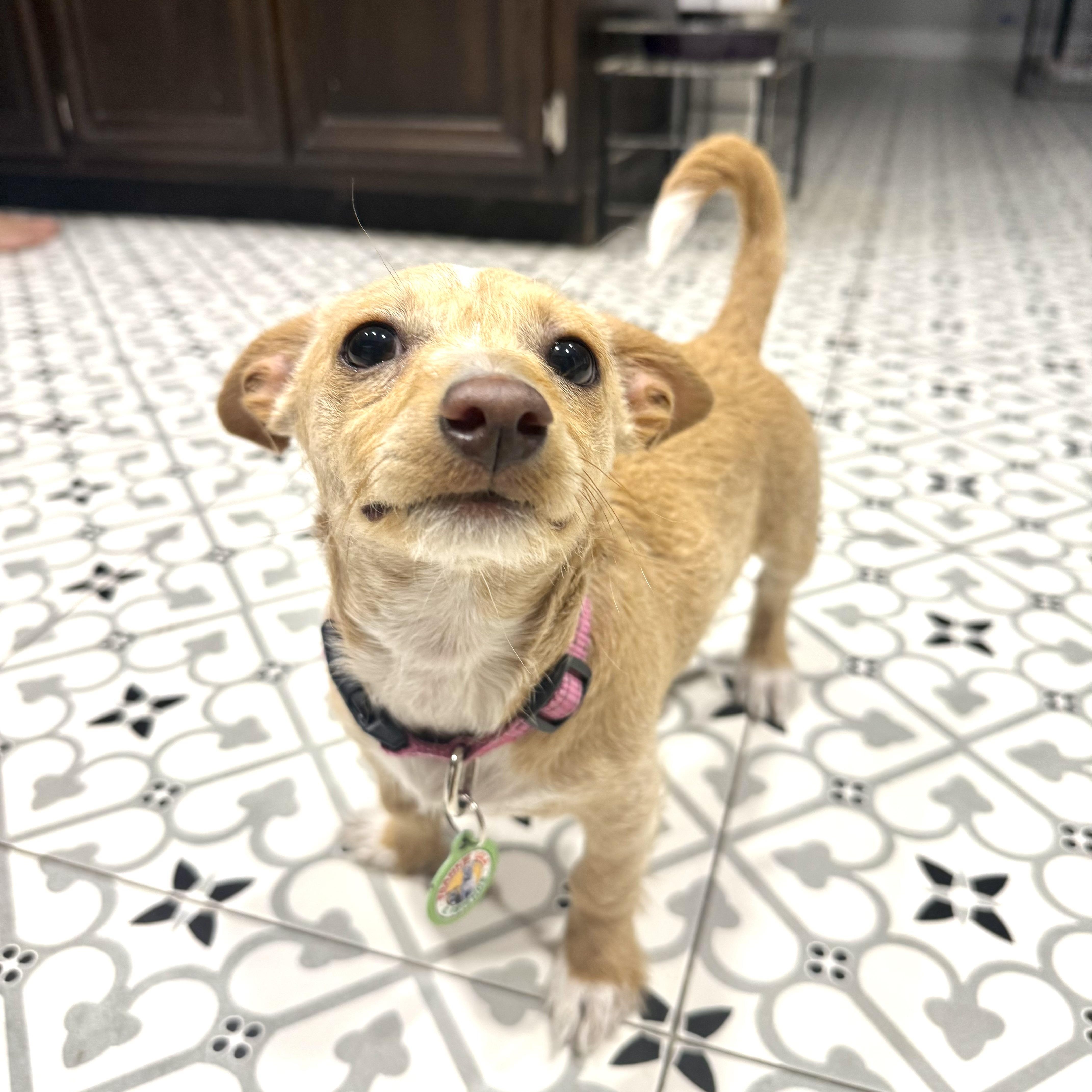 Lala, a ADOPTABLE mixed breed in Sun Valley, CA image 4/6