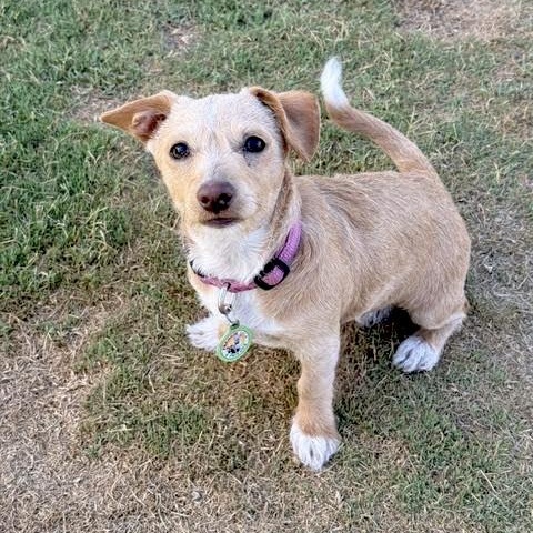 Enlarge Lala, a ADOPTABLE mixed breed in Sun Valley, CA image 6/6