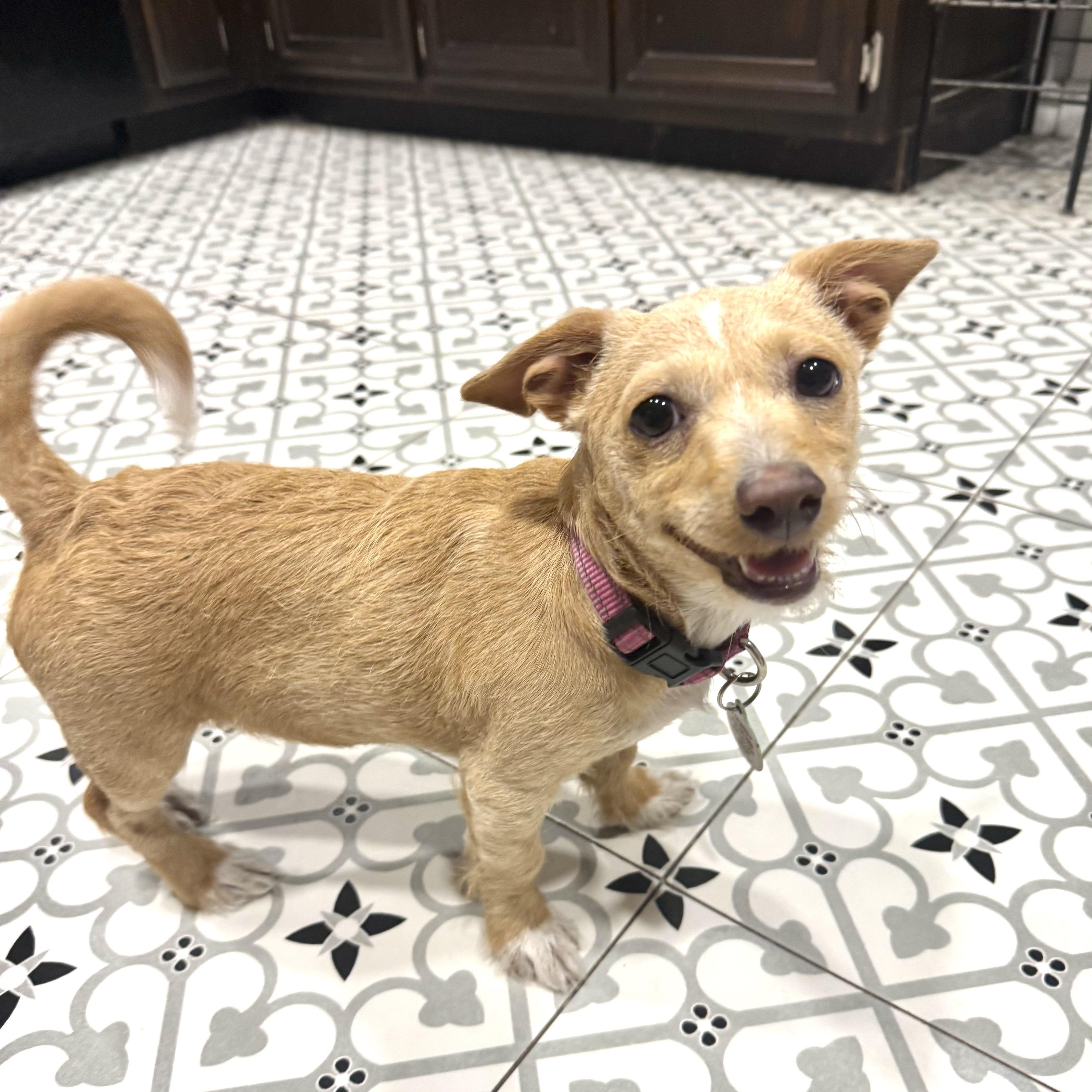 Lala, a ADOPTABLE mixed breed in Sun Valley, CA image 3/6