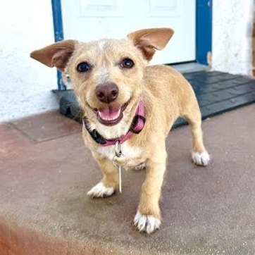 Lala, ADOPTABLE, Puppy Female Dachshund & Border Terrier.