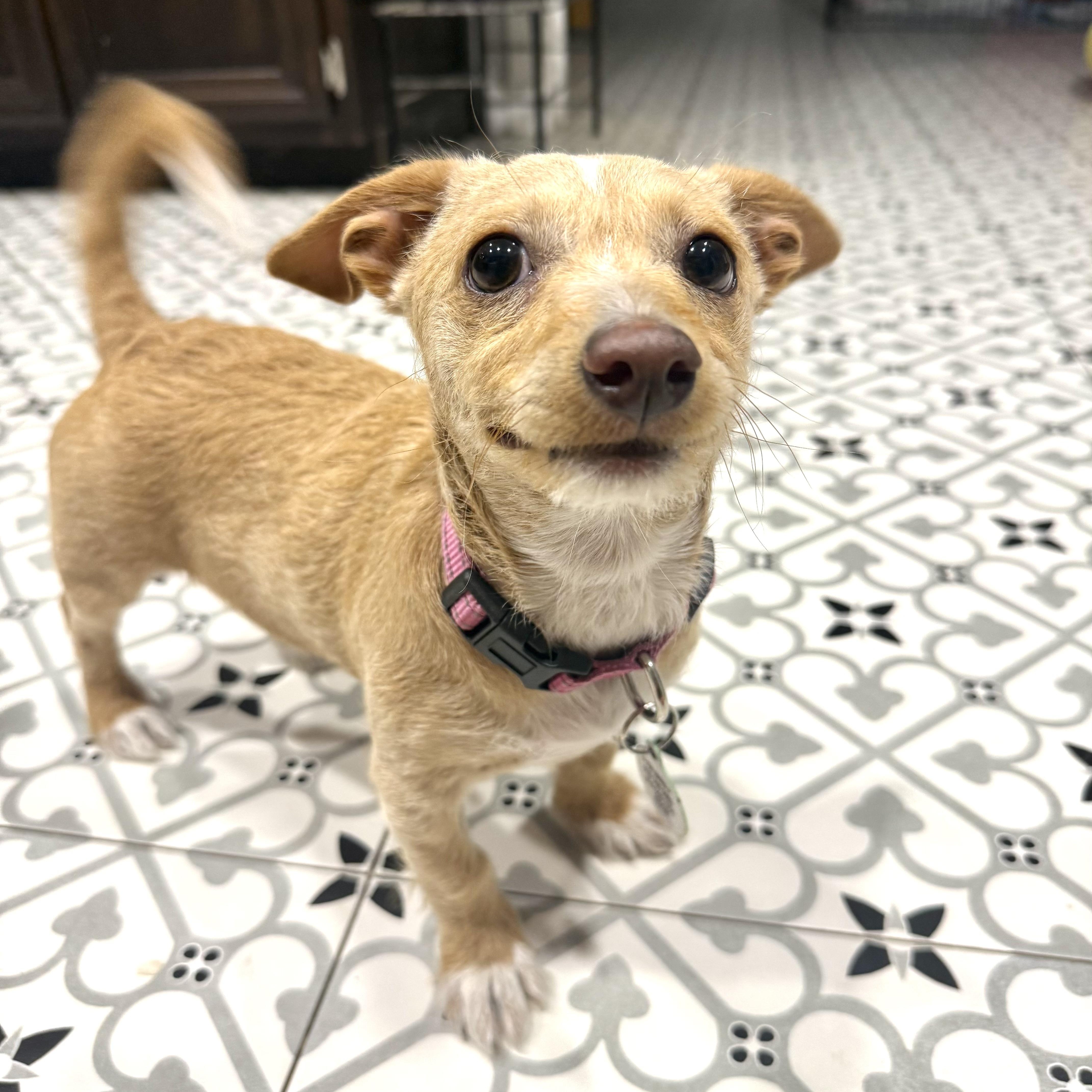 Lala, a ADOPTABLE mixed breed in Sun Valley, CA image 2/6