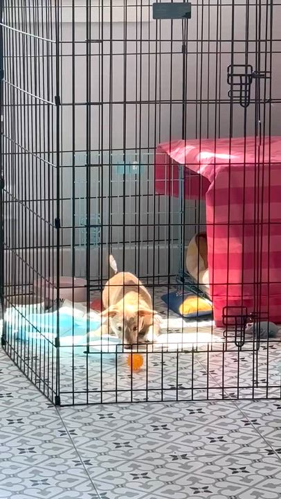 Enlarge Lala, a ADOPTABLE mixed breed in Sun Valley, CA video 6/6