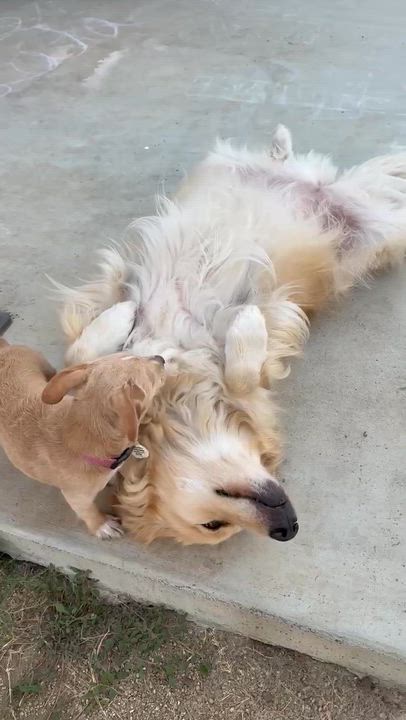 Enlarge Lala, a ADOPTABLE mixed breed in Sun Valley, CA video 5/6
