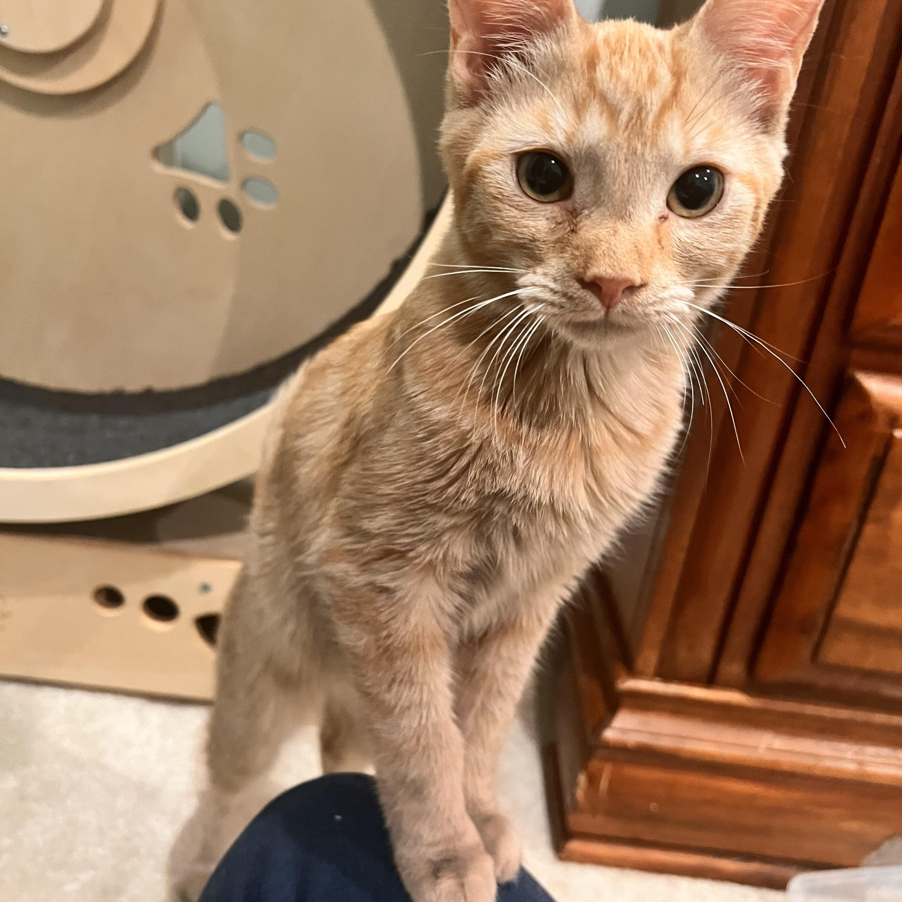 Enlarge LUMI, a Adoptable Domestic Short Hair in Kennebunk , ME image 1/1