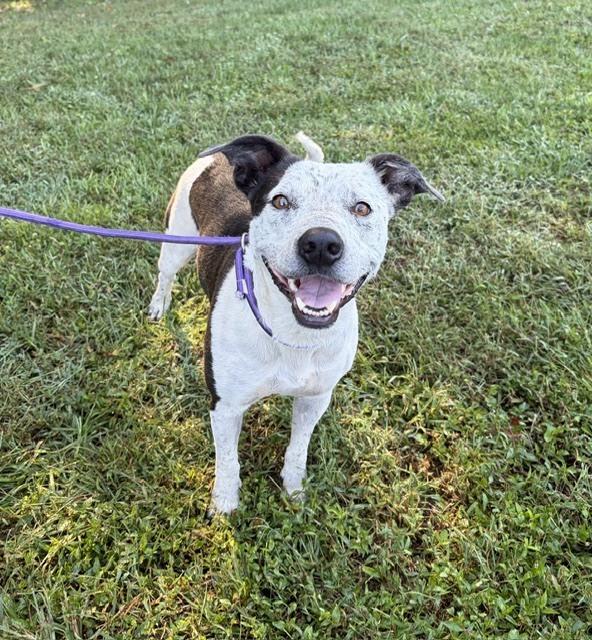 Millie, Adoptable, Adult Female Australian Cattle Dog / Blue Heeler.