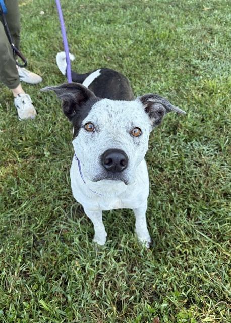 Enlarge Millie, a Adoptable mixed breed in Mocksville, NC image 2/3