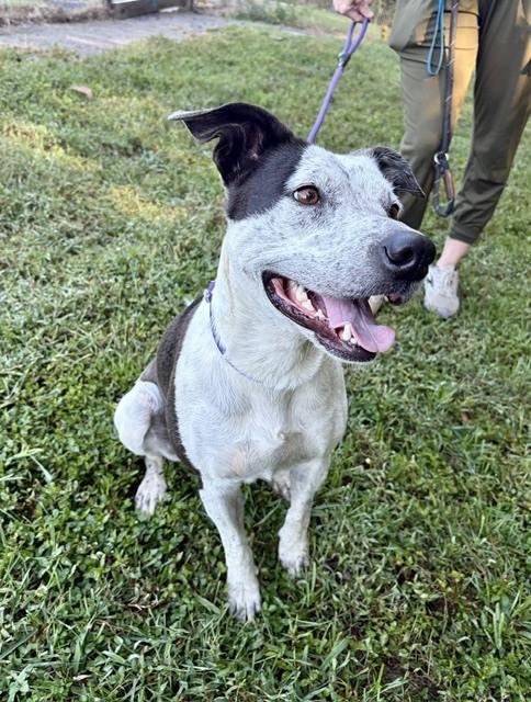 Enlarge Millie, a Adoptable mixed breed in Mocksville, NC image 3/3
