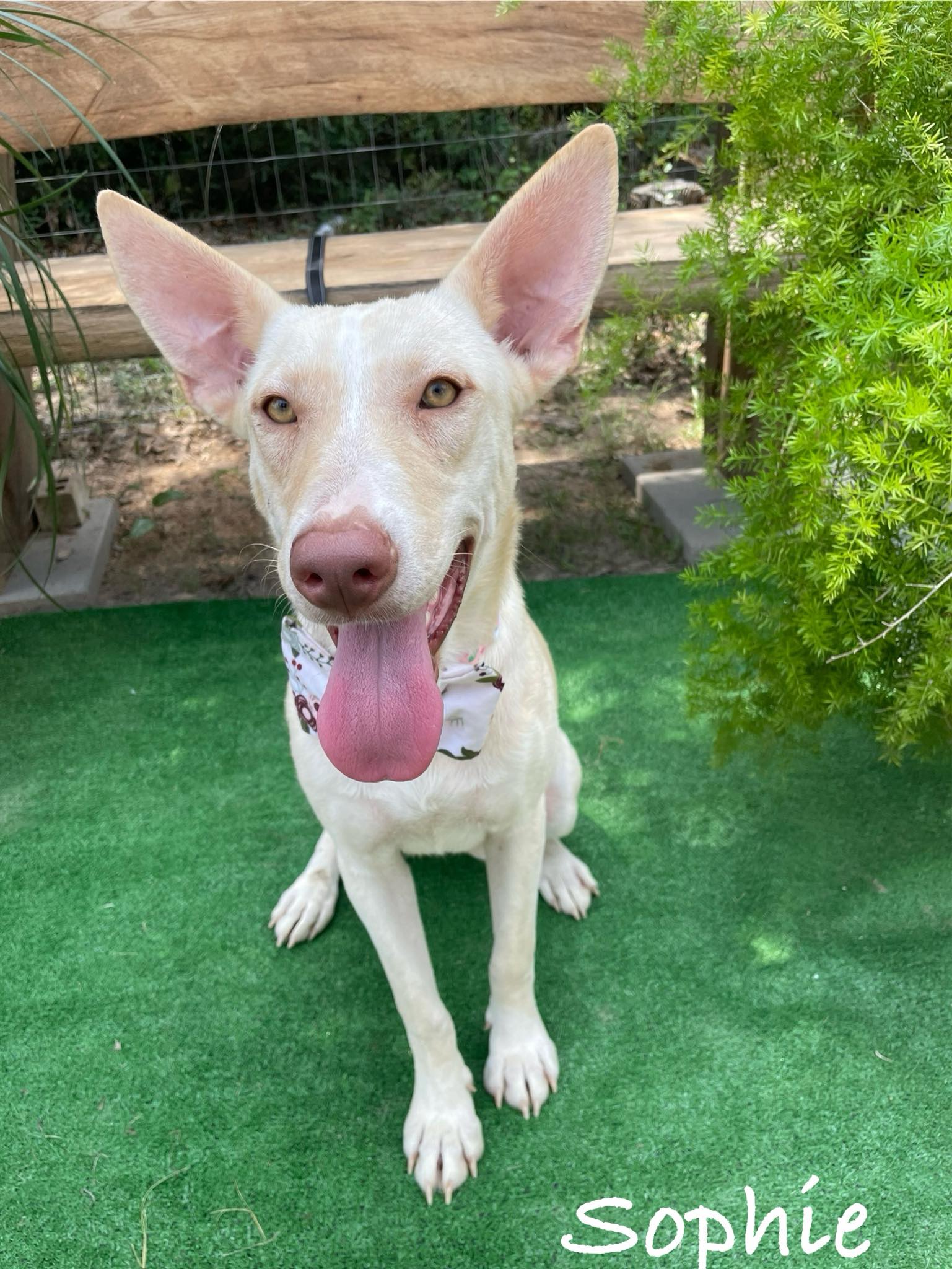 Dog for adoption Sophie, a Carolina Dog in Howe, IN Petfinder