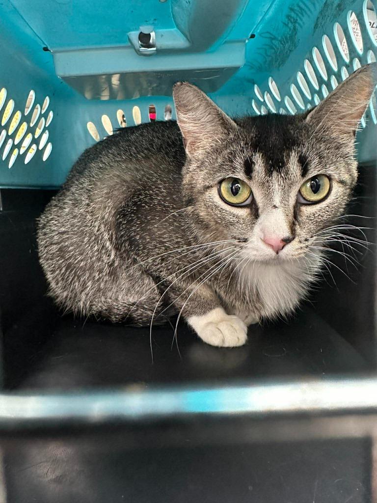 Mama Ava, Adoptable, Young Female Domestic Short Hair.