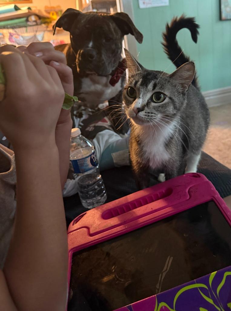 Mama Ava, a Adoptable Domestic Short Hair in Cloquet, MN image 2/2