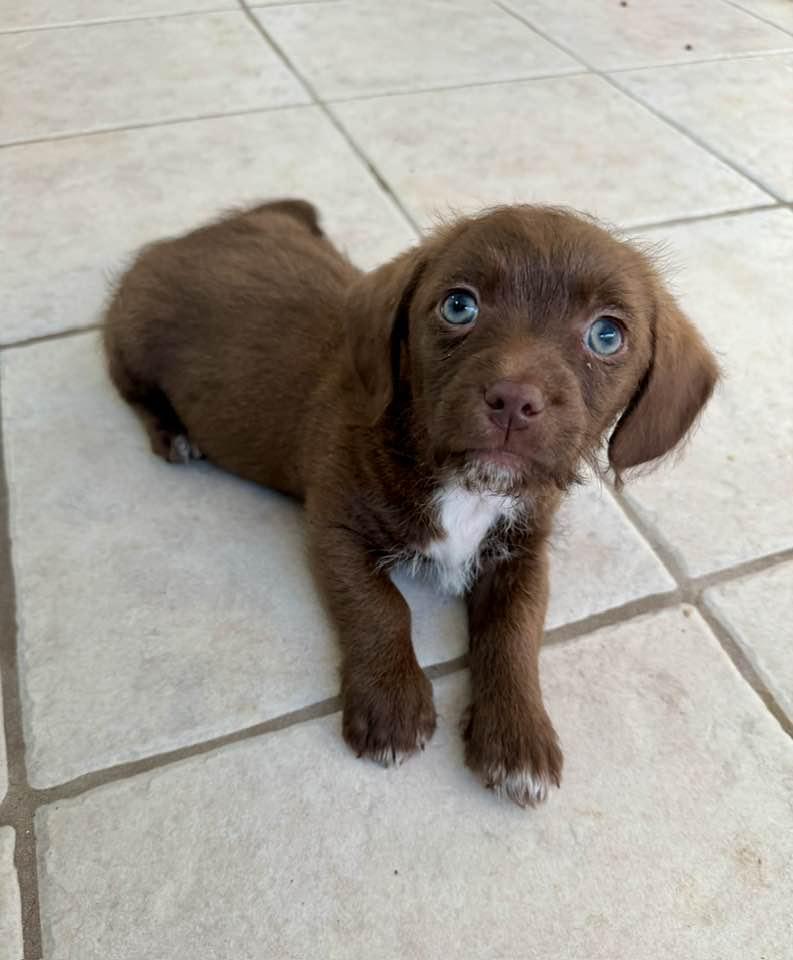 Sesame, Adoptable, Puppy Female Petit Basset Griffon Vendeen & Terrier.