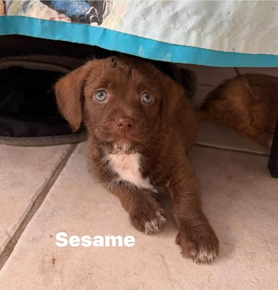 Enlarge Sesame, a Adoptable mixed breed in Phoenix, AZ image 2/3