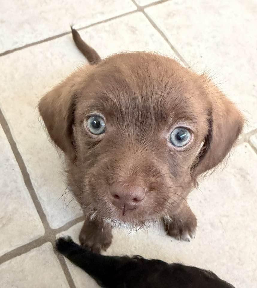 Enlarge Sesame, a Adoptable mixed breed in Phoenix, AZ image 3/3