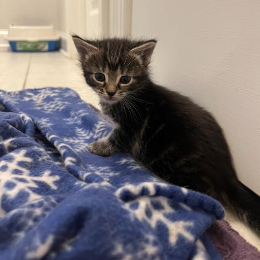 Beast, Adoptable, Kitten Male Domestic Short Hair.