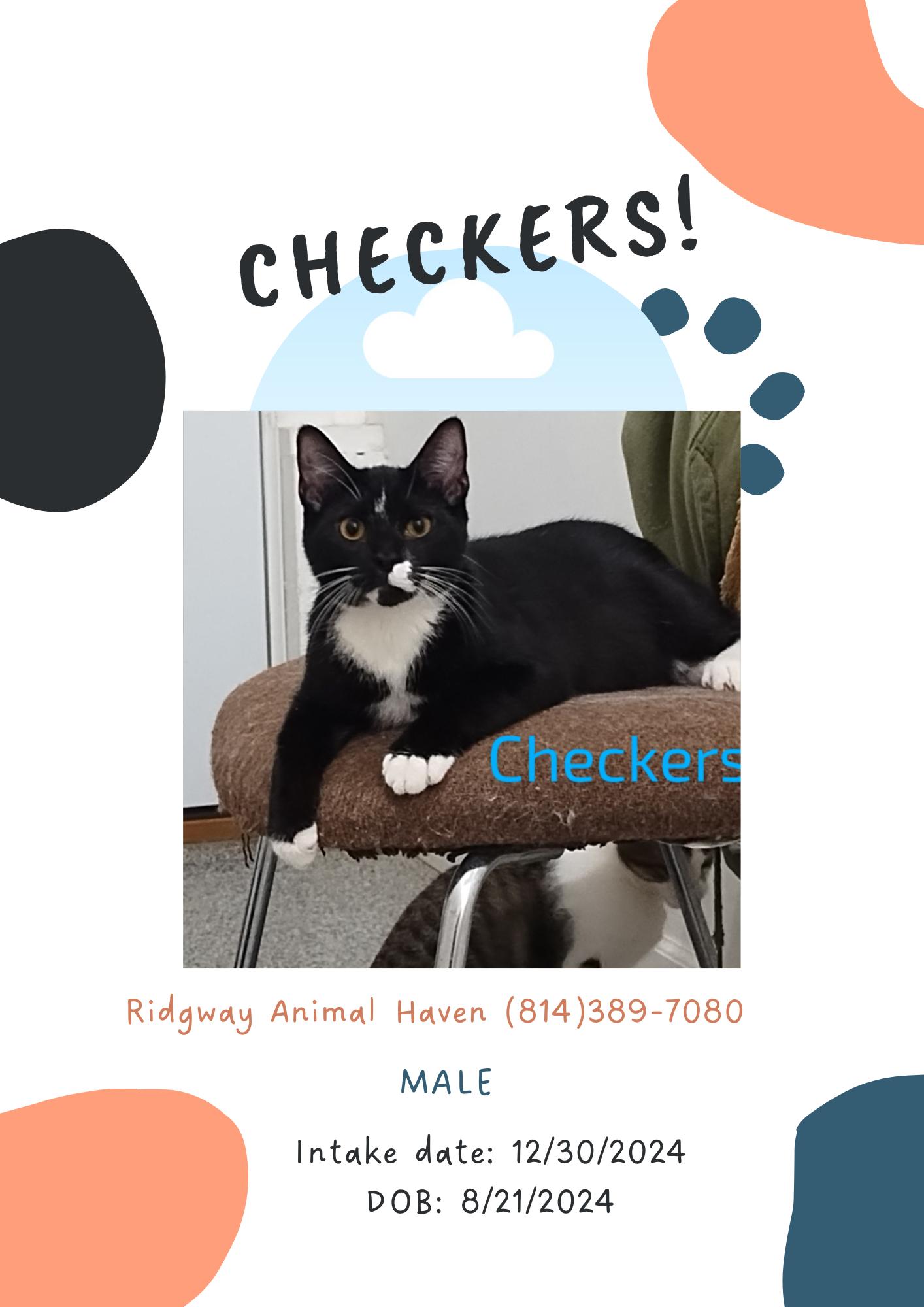 Checkers, Adoptable, Adult Male American Shorthair.