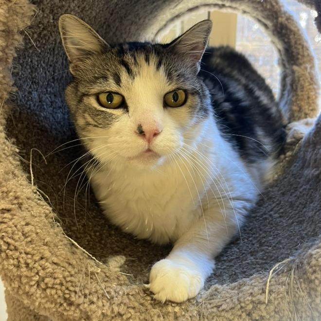 Enlarge Kona, a Adoptable Domestic Short Hair in Agoura Hills, CA image 3/6