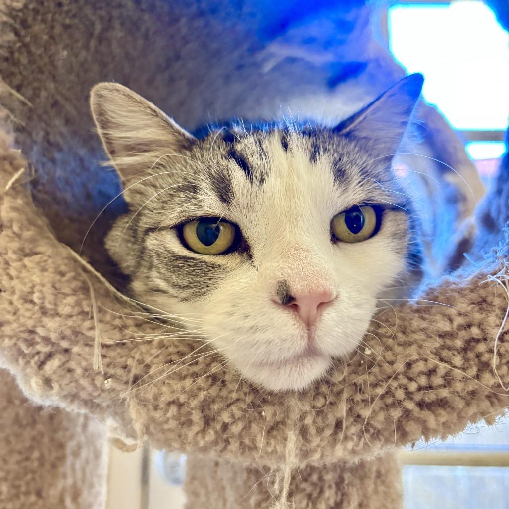 Enlarge Kona, a Adoptable Domestic Short Hair in Agoura Hills, CA image 4/6